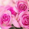 ddanielstherose